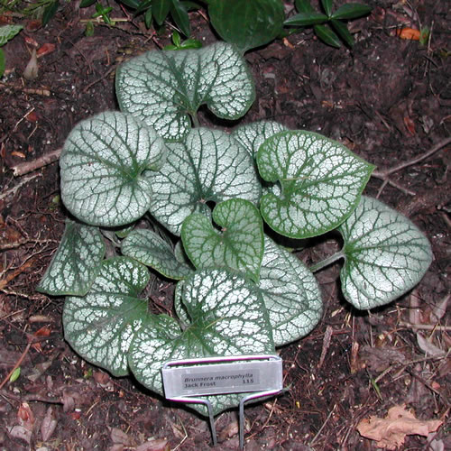 Brunnera macrophylla Jack Frost